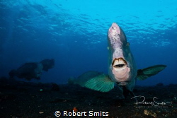 Did you know that the green humphead parrotfish (Bolbomet... by Robert Smits 